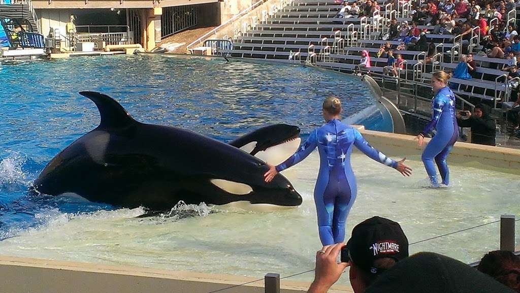 Dolphin Amphitheater | San Diego, CA 92109, USA