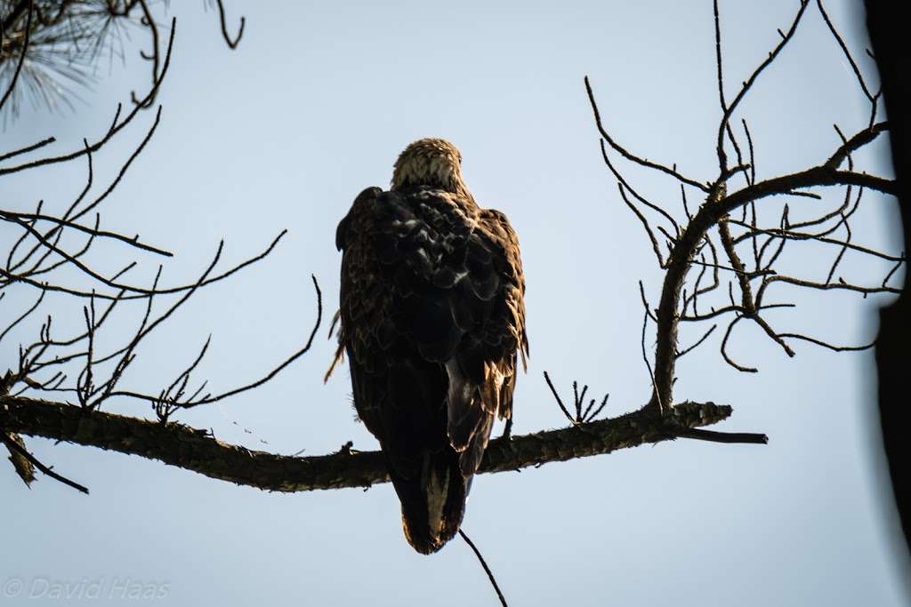 Ashton Tract - Augustine Wildlife Area | 507 Thorntown Rd, Middletown, DE 19709, USA