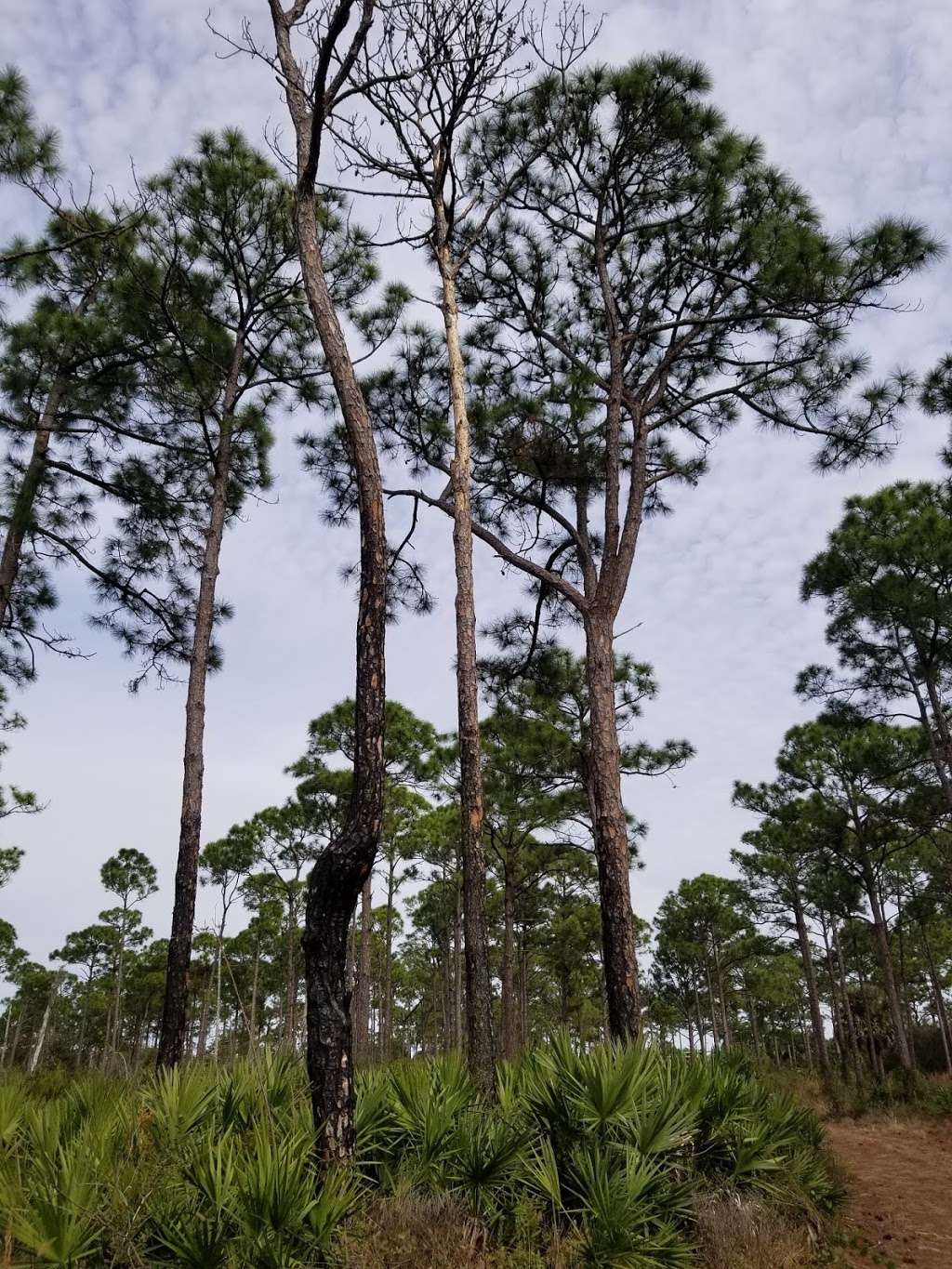 Limestone Creek Natural Area | 6570 Church St, Jupiter, FL 33458, USA