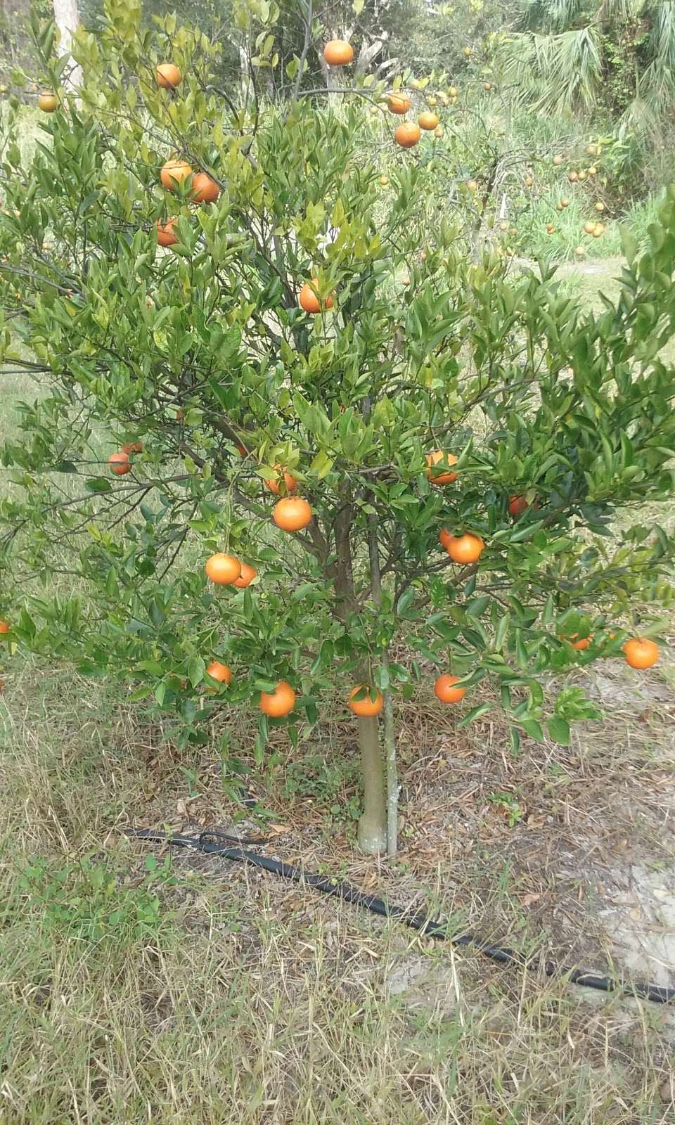 Butrico Groves Orange Grove | 6065 Magnolia St, Mims, FL 32754, USA | Phone: (321) 225-4497