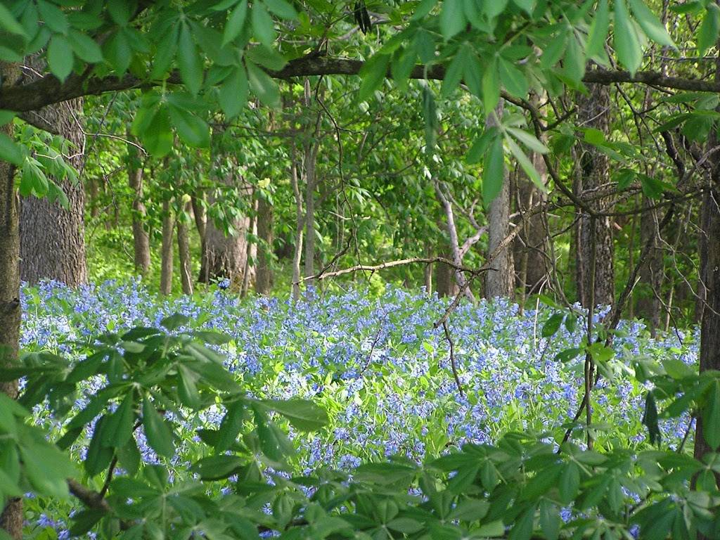 Merwin Nature Preserve | 25777 N 1925 East Rd, Lexington, IL 61753, USA