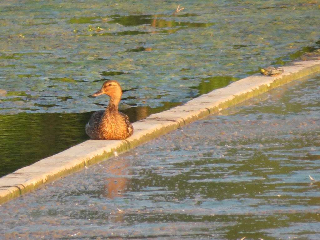 Pogues Run Art and Nature Park | 2300 Dequincy St, Indianapolis, IN 46218 | Phone: (317) 327-7275