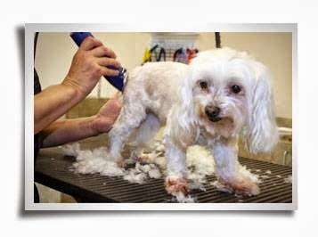 Virginia School of Pet Grooming | 9471 Manassas Dr, Manassas, VA 20111 | Phone: (703) 361-3868