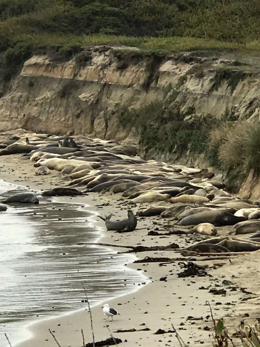 Año Nuevo State Park | California, USA