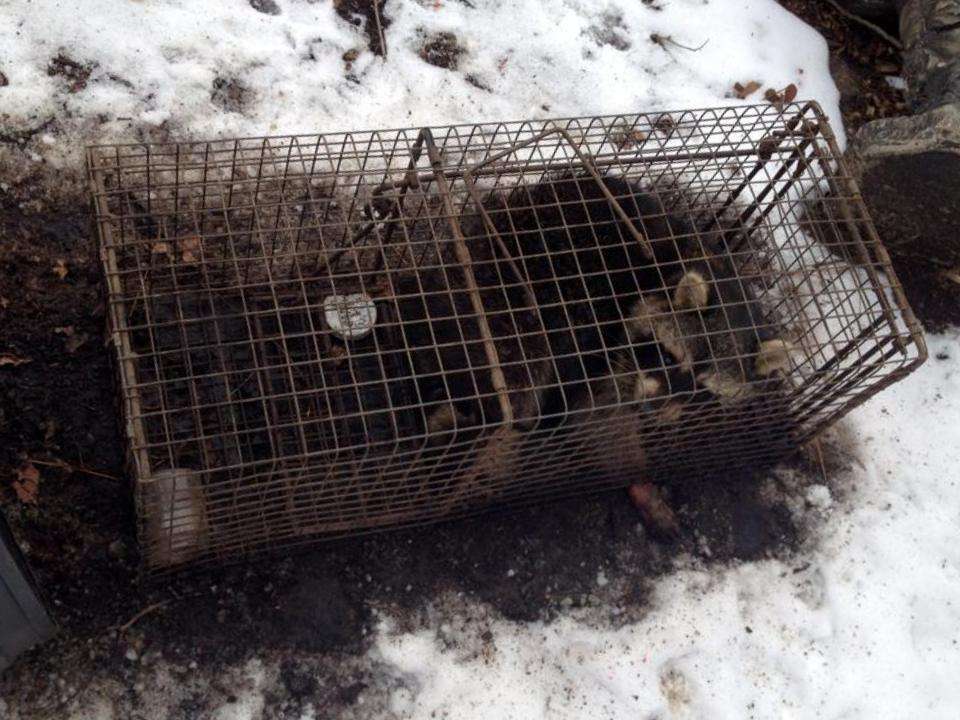 ACE Wildlife Removal Scranton | 825 S Keyser Ave B, Scranton, PA 18504, USA | Phone: (570) 904-8590