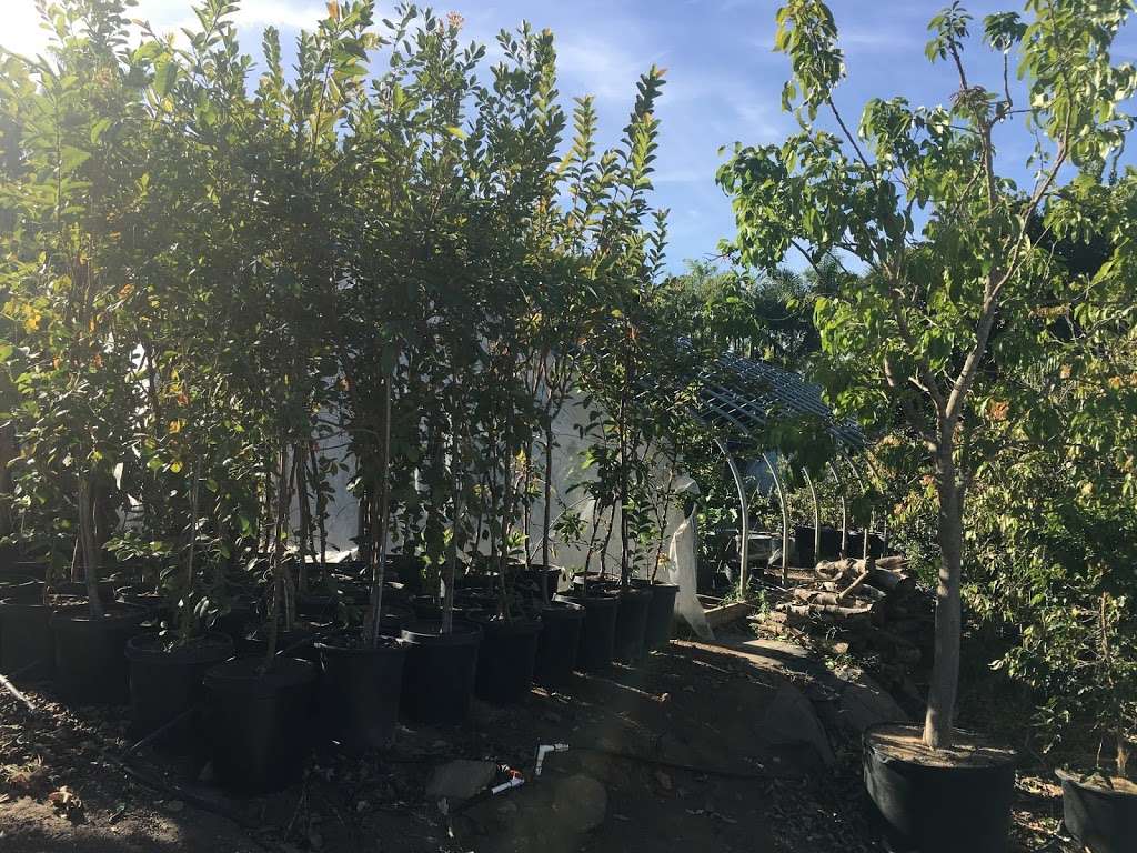 California Tropical Fruit Tree | 2081 Elevado Rd, Vista, CA 92084, USA | Phone: (760) 434-5085