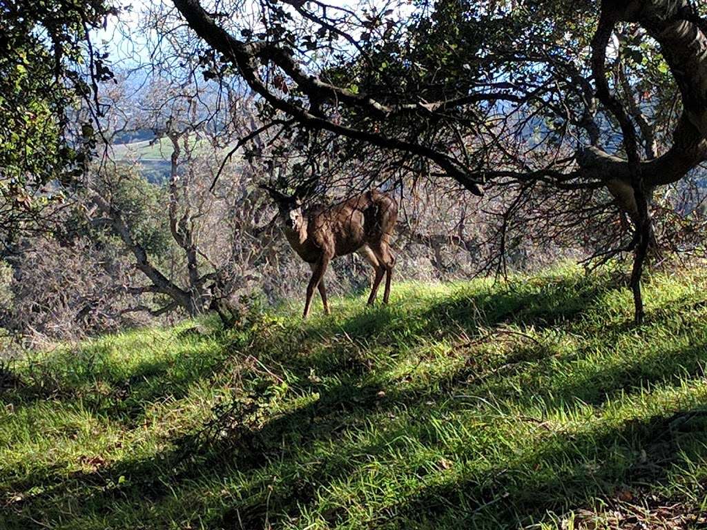 Rancho San Antonio Open Space Preserve | 22500 Cristo Rey Dr, Cupertino, CA 95014, USA | Phone: (650) 691-1200