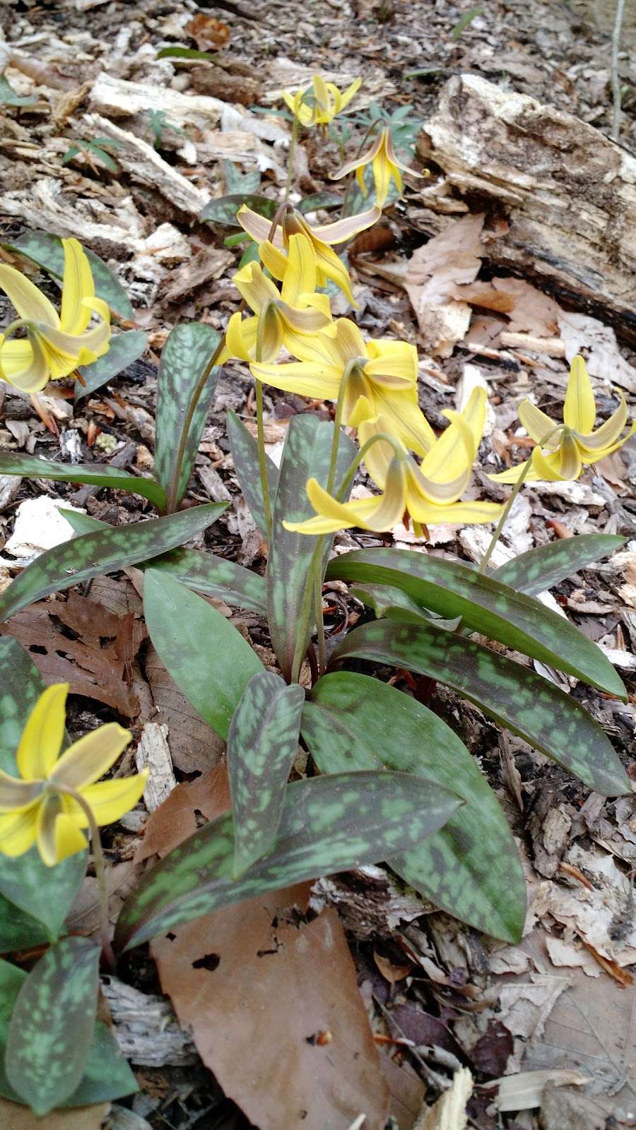 Langley Oaks Park in 6504 Bright Mountain Rd, McLean, VA 22101, USA