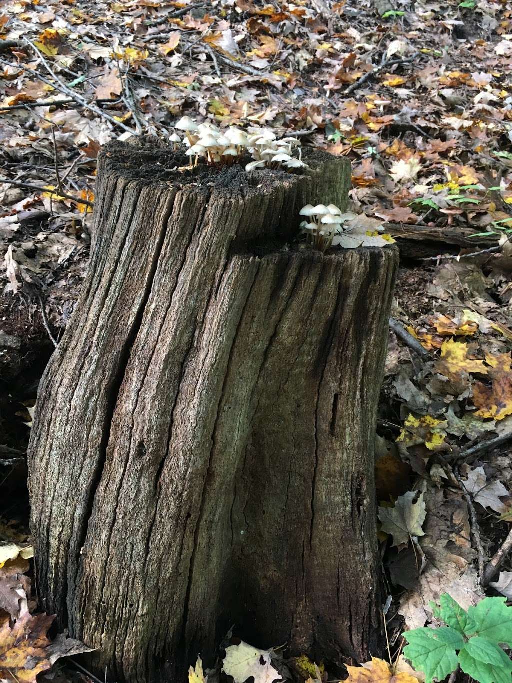 Black Rock - Mineral Springs Hiking trail | 2-16 Old Mineral Springs Rd, Highland Mills, NY 10930, USA