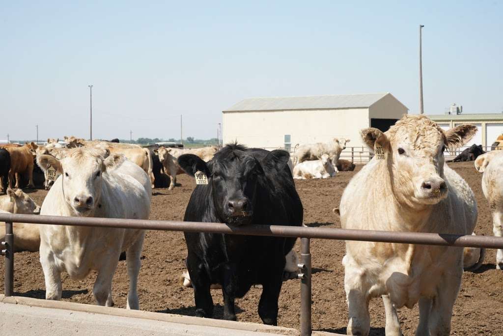 Producers Feed Lot | 30130 Co Rd 49, Greeley, CO 80631, USA | Phone: (970) 352-6500