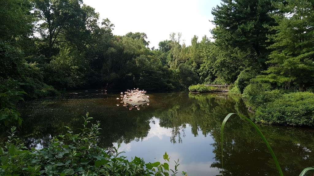 Chilean Flamingos, Bronx Zoo | Bronx, NY 10460, USA