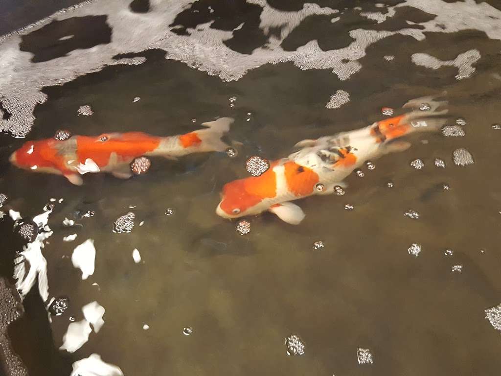 Aquarium Fresh Water Koi & Discus Fish | Phoenix, AZ 85037, USA