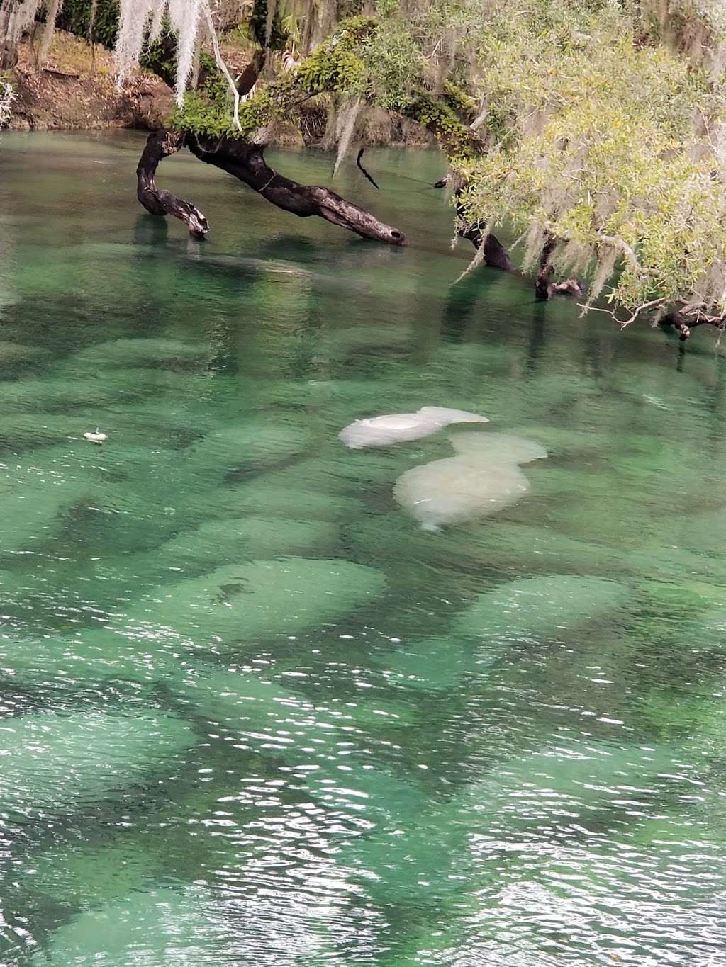 Blue Spring State Park | 2100 W French Ave, Orange City, FL 32763, USA | Phone: (386) 775-3663