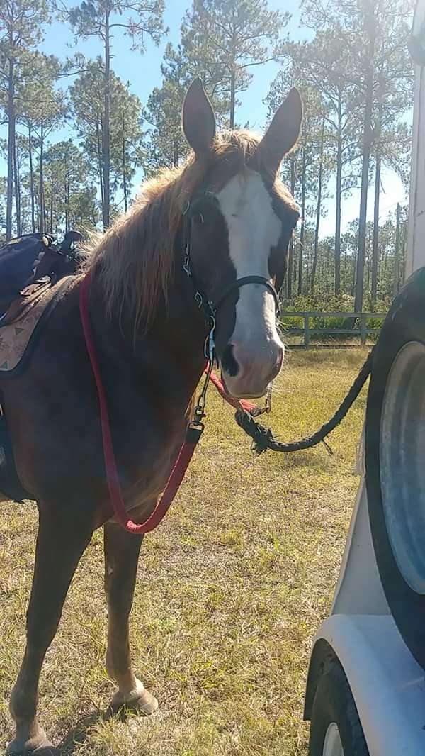 Tram Road Equestrian Campground | Rima Ridge Rd, Ormond Beach, FL 32174, USA | Phone: (386) 585-6150