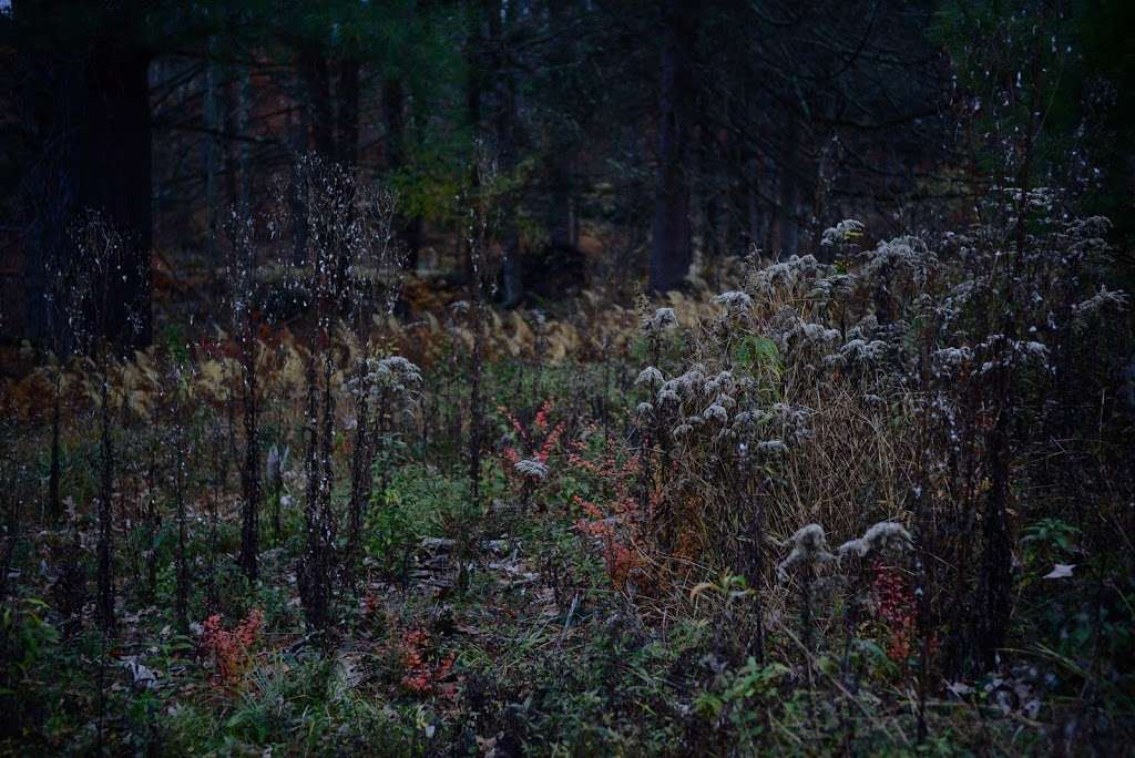 Cobey Pond Trail | Hawley, PA 18428, USA