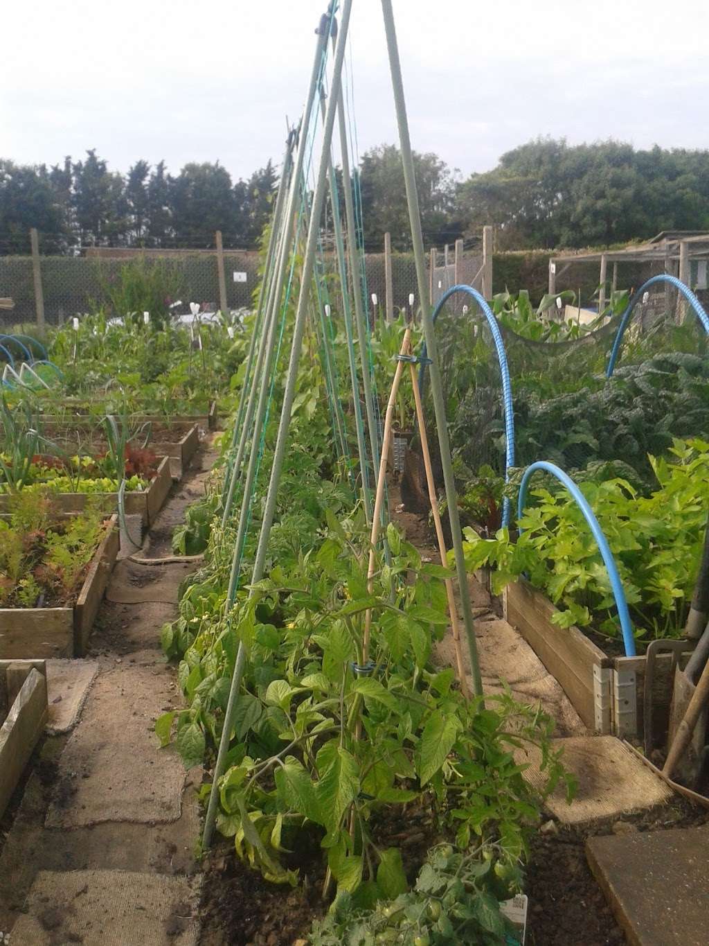 Ditton Allotments | Ragstone Ct, Ditton, Aylesford ME20 6AJ, UK