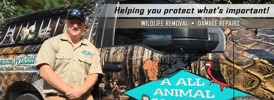 AAAC Wildlife Removal of Orlando | 4530 S Orange Blossom Trail #622, Orlando, FL 32839, USA | Phone: (407) 476-0704