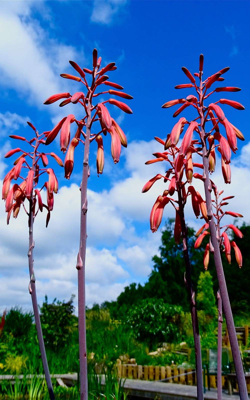 Blackstem Plants | Shepherds Lodge, Clay Hill Rd, Lamberhurst, KENT TN3 8LT, UK | Phone: 07973 129102