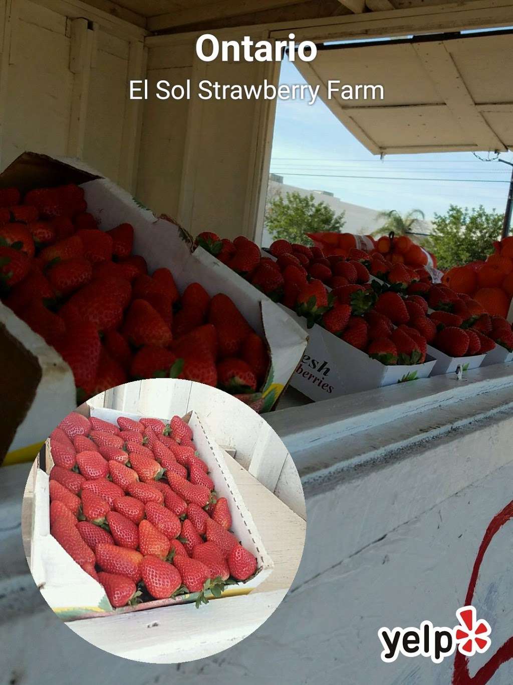 El SOL Strawberry Farm | 1600 S Vineyard Ave, Ontario, CA 91761, USA | Phone: (909) 538-1616