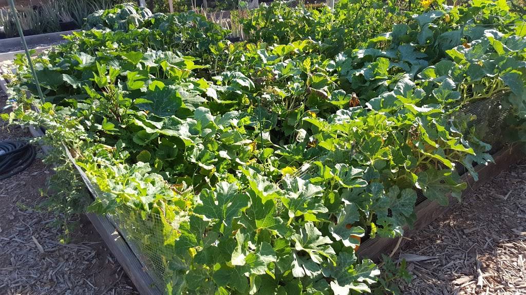 The Grove Community Garden | 2777 S Gilbert Rd, Chandler, AZ 85286, USA | Phone: (480) 883-3733