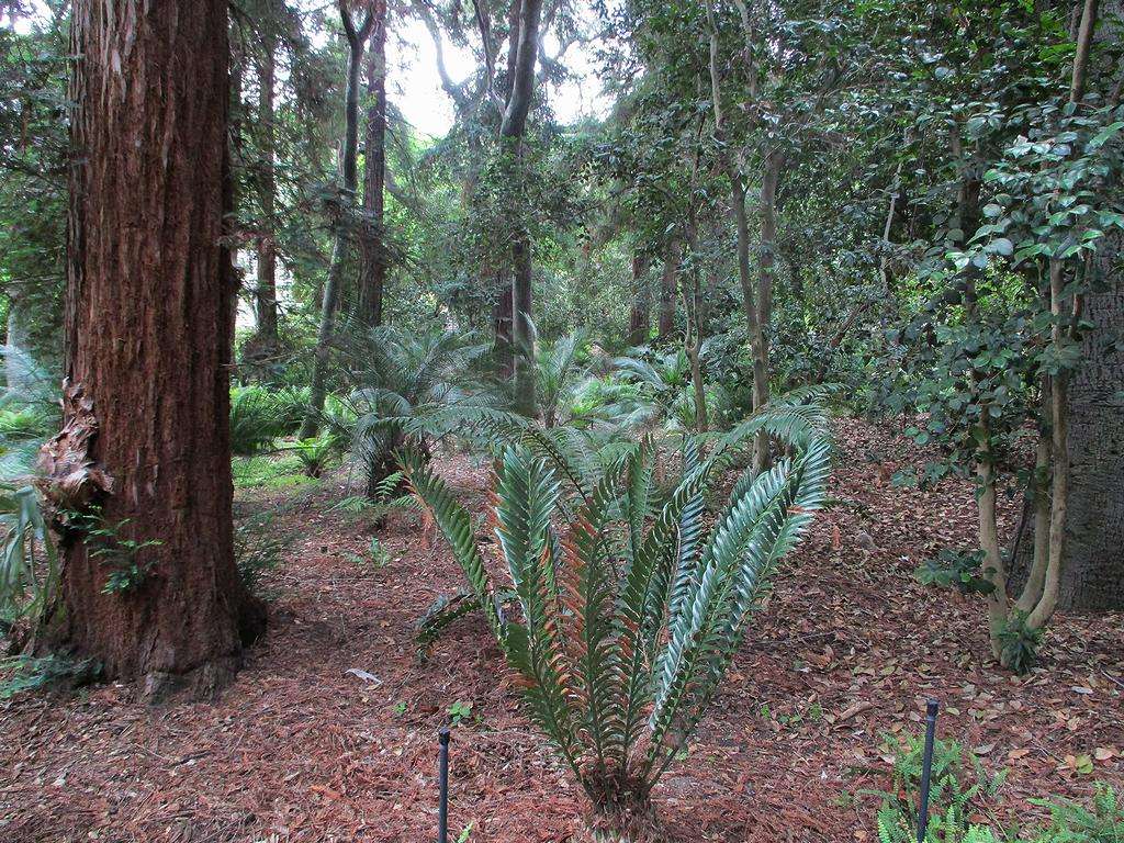 Ancient Forest | La Cañada Flintridge, CA 91011, USA