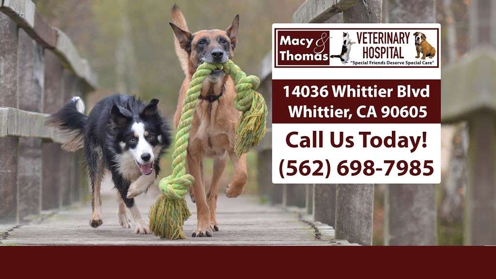 Macy & Thomas Veterinary Hospital | 14036 Whittier Blvd, Whittier, CA 90605, USA | Phone: (562) 698-7985