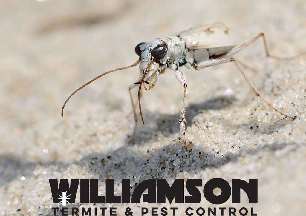 Williamson Termite & Pest Control | 836 Ocean Pkwy, Berlin, MD 21811 | Phone: (302) 344-3922