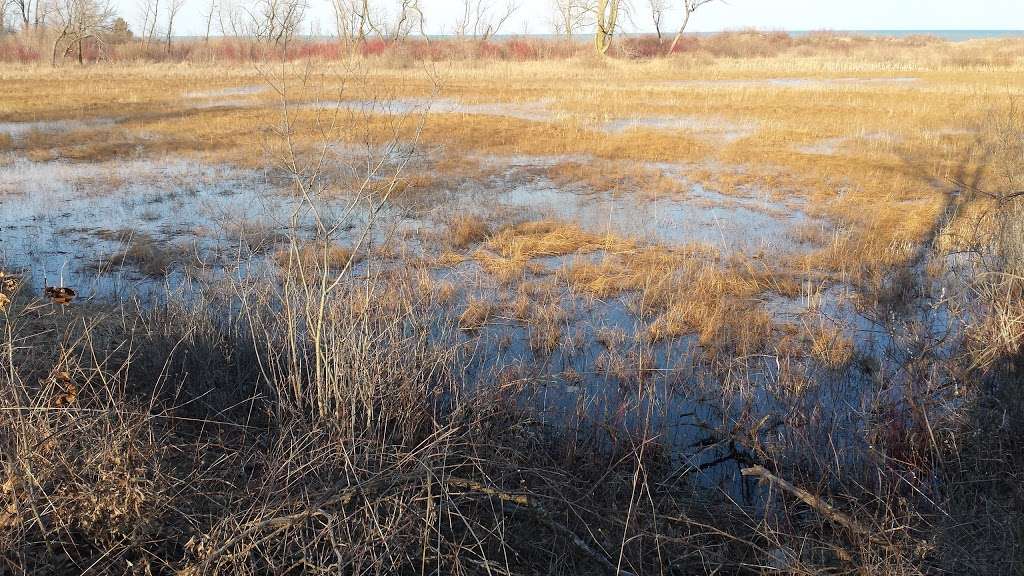 Illinois Beach Nature Preserve | N Sheridan Rd, Waukegan, IL 60087, USA | Phone: (847) 662-4811