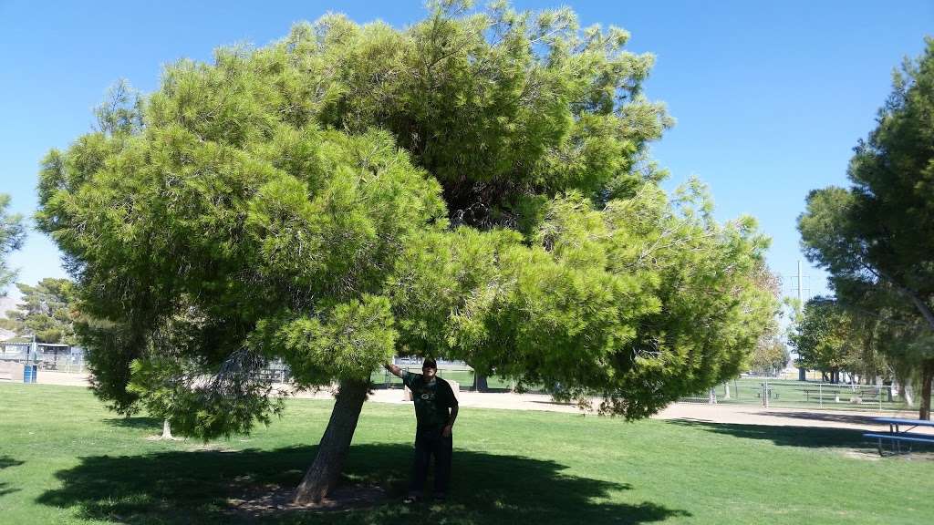 Russ Tree | 5664 E Park City Ave, Las Vegas, NV 89122, USA