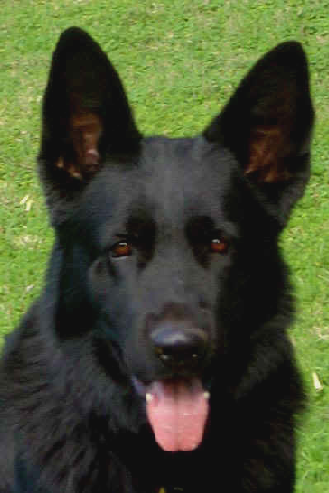 Grunenfeld German Shepherds | 15495 Olde Hwy 80, El Cajon, CA 92021, USA | Phone: (913) 210-4432