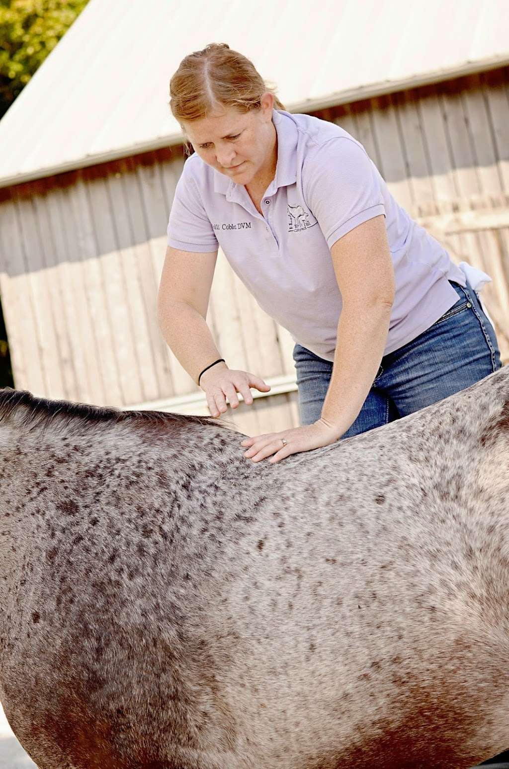 Head To Tail Chiropractic & Equine Medicine | 7744 N County Rd 750 W, Osgood, IN 47037, USA | Phone: (812) 621-0673