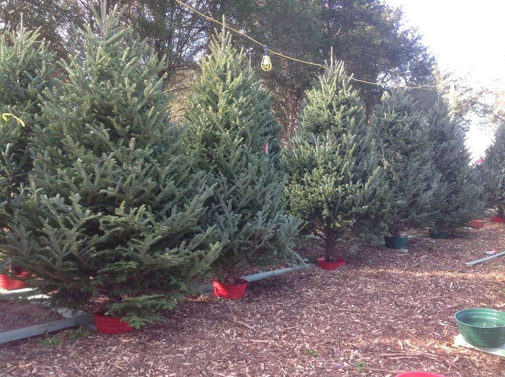 Sitko Christmas Tree Farm | 1141 Kepler Rd, Pottstown, PA 19464, USA | Phone: (610) 468-6647