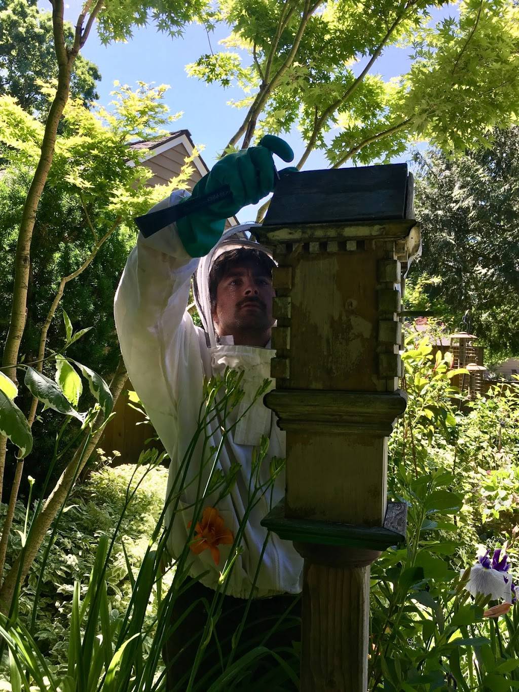 Portland Natural Bee Removal | 3806 SE 34th Ave, Portland, OR 97202, USA | Phone: (503) 451-0595