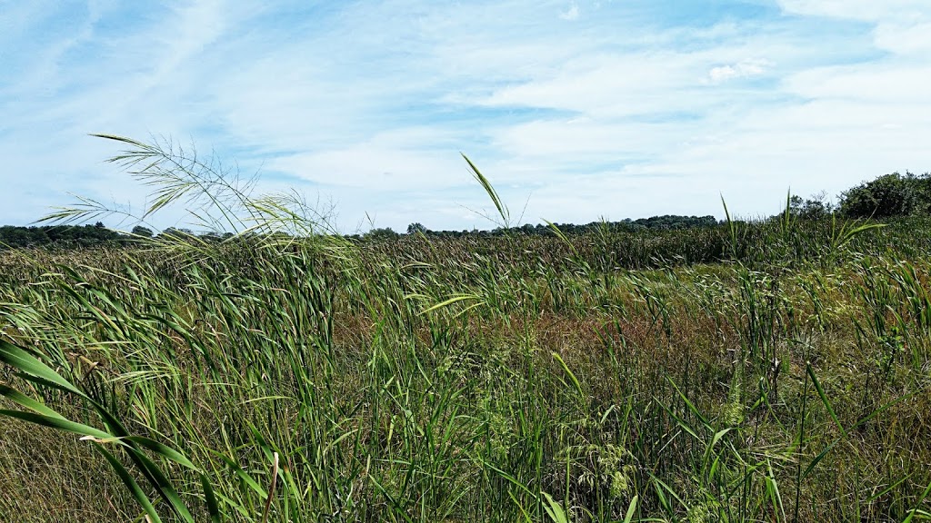 Pickerel Lake Fen State Natural Area | 101 S Webster St, Madison, WI 53703, USA | Phone: (608) 266-2621