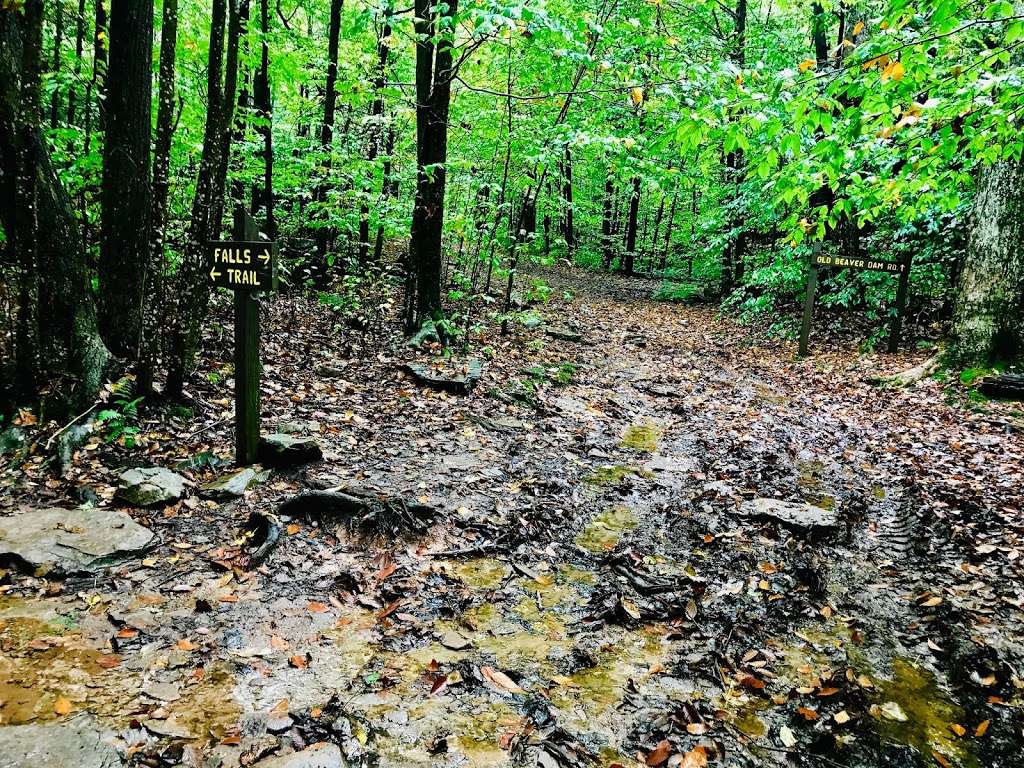 Falls Trail | Ricketts Glen Falls Trail, Benton, PA 17814, USA