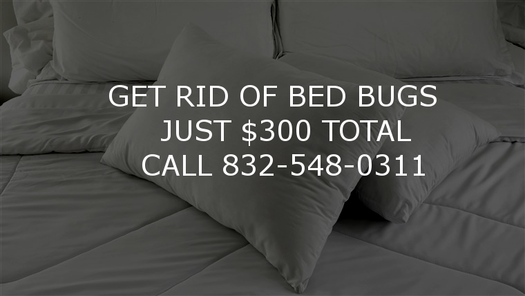 killbedbugshouston.com | 6022 Brunson Grove Dr, Katy, TX 77494, USA | Phone: (832) 548-0311