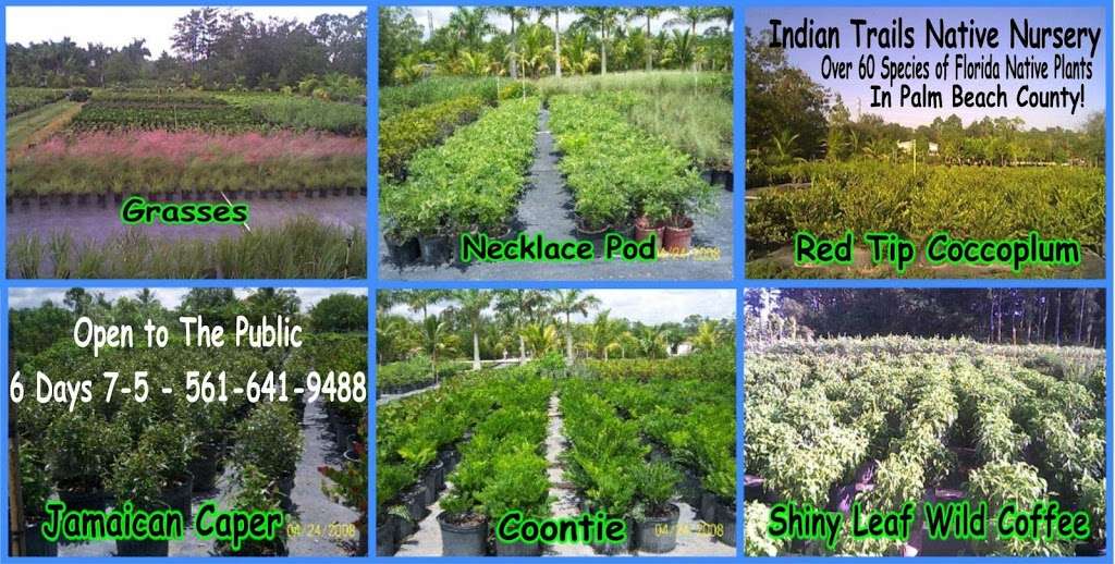 Indian Trails Native Nursery | 6315 W Park Ln, Lake Worth, FL 33449, USA | Phone: (561) 641-9488