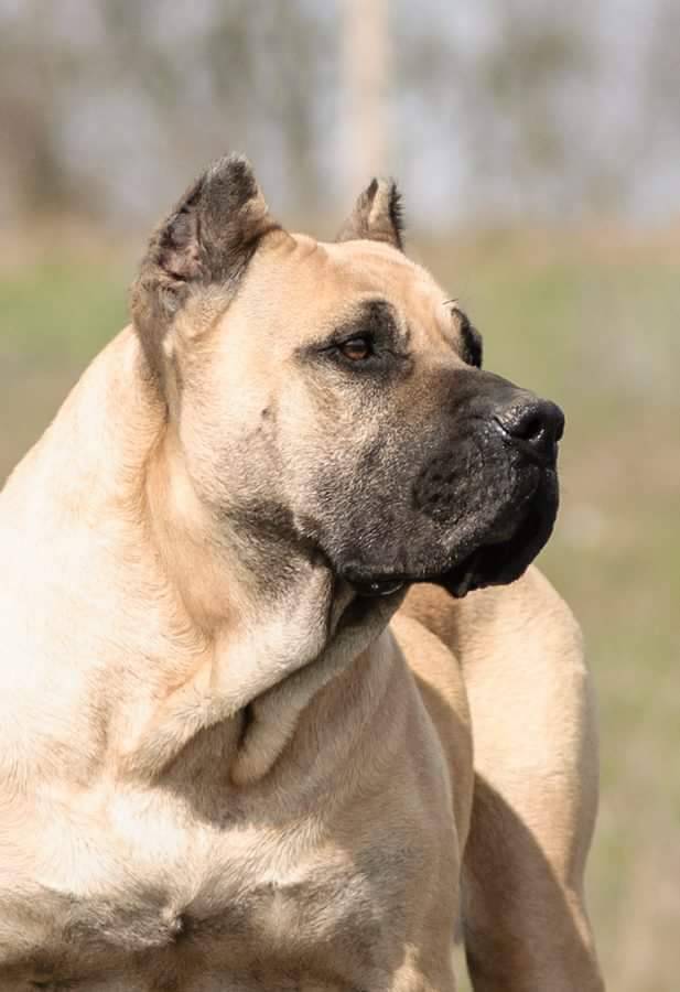 River City Presa Canario | 123 Presa Ln, Louisville, KY 40272, USA | Phone: (502) 356-5221