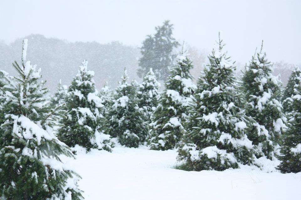 Sitko Christmas Tree Farm | 1141 Kepler Rd, Pottstown, PA 19464 | Phone: (610) 468-6647