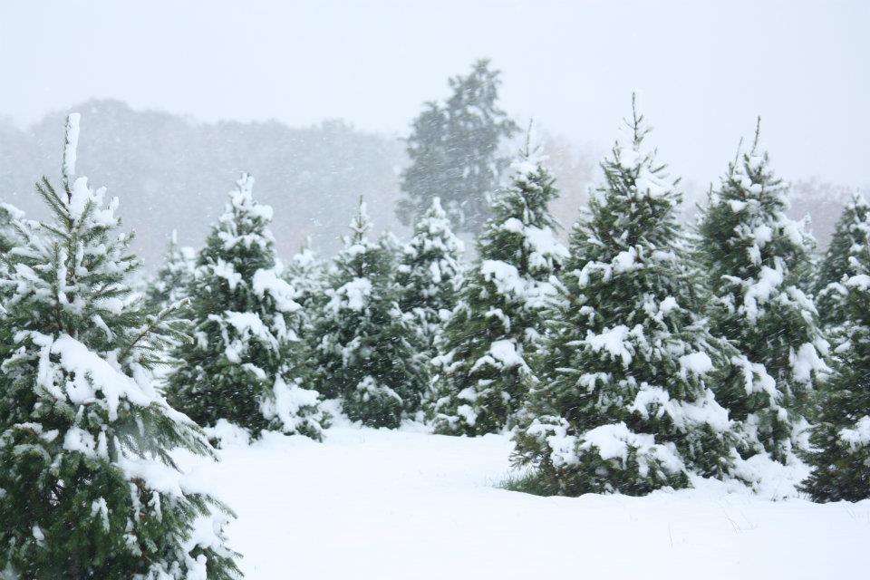 Sitko Christmas Tree Farm | 1141 Kepler Rd, Pottstown, PA 19464, USA | Phone: (610) 468-6647