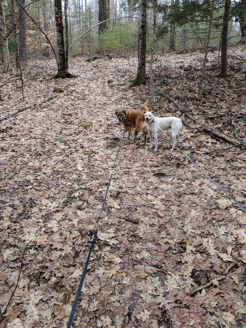 Betty Arnold Forest Desmarais Trailhead | 12-24 Austin Rd, Amherst, NH 03031