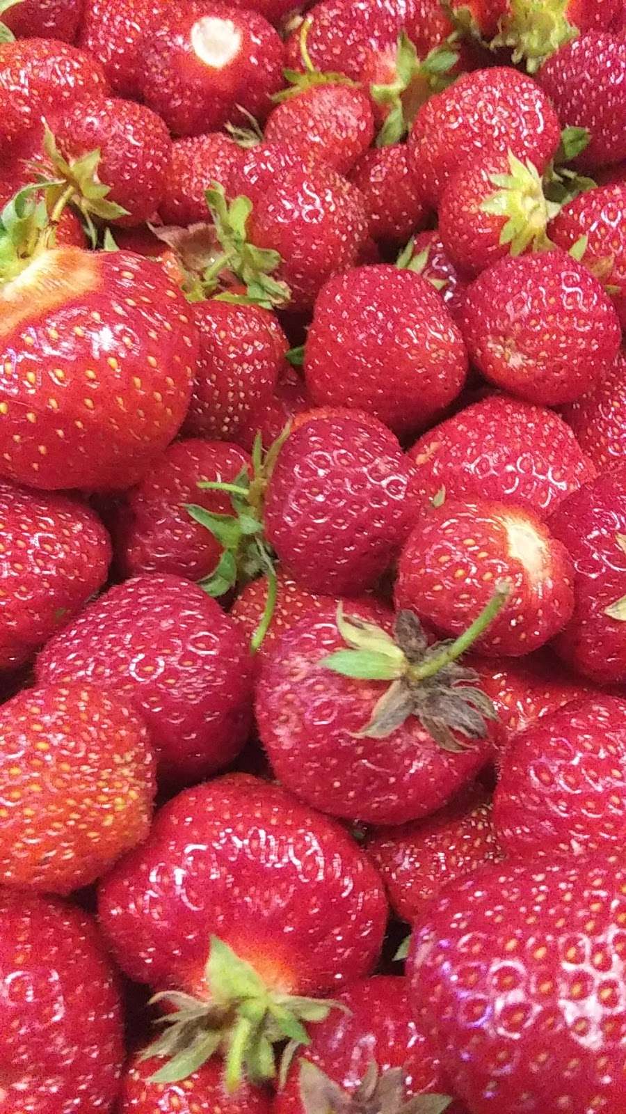 Sauders Strawberries - store  | Photo 1 of 1 | Address: 40 Lengle Rd, Myerstown, PA 17067, USA | Phone: (717) 866-5807