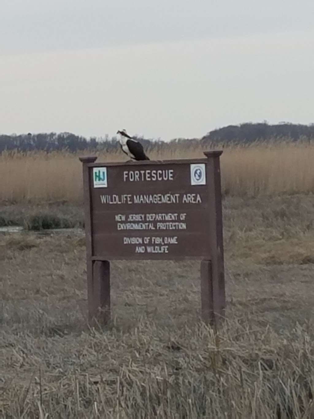Fortescue Fish and Wildlife Management Area | Newport, NJ 08345, USA | Phone: (856) 447-3100