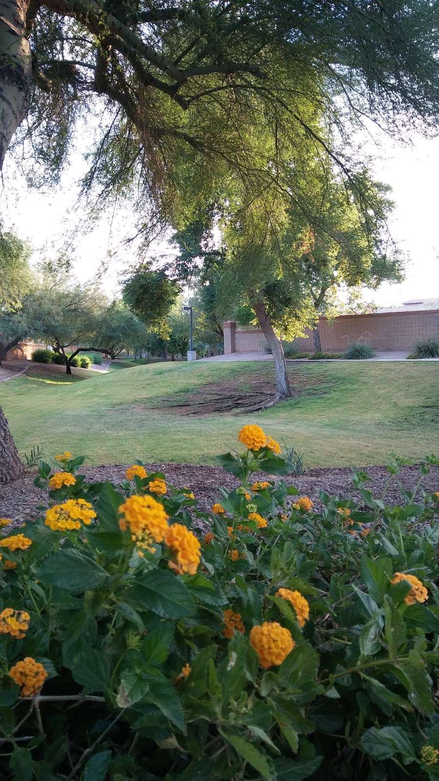 Wildcat Ridge Community Park | Phoenix, AZ 85050, USA | Phone: (602) 952-5581