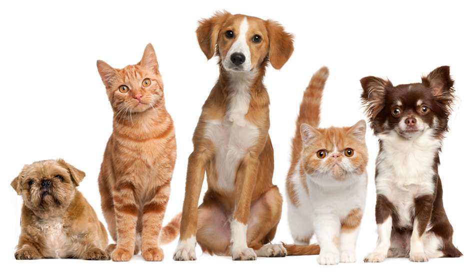 Your Family Veterinarian | 19448 E Colonial Dr, Orlando, FL 32820, USA | Phone: (407) 568-9663