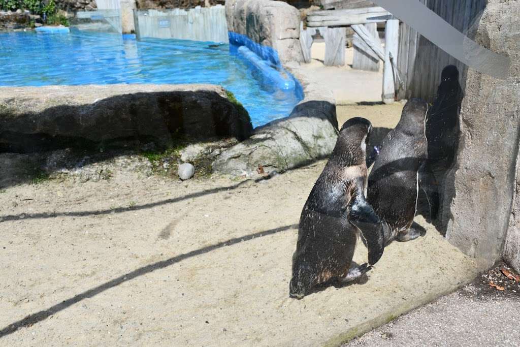 Penguin Bay | Chessington World of Adventures Resort, Leatherhead Rd, Chessington KT9 2NE, UK | Phone: 0871 663 4477