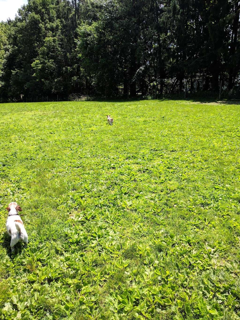 Central Park County Dog Park | Collins Rd, Morris Plains, NJ 07950, USA | Phone: (973) 326-7600