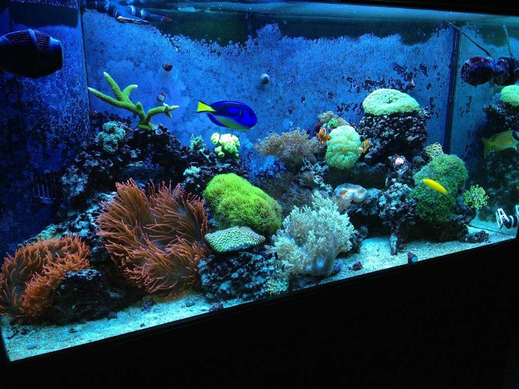 Reefco Aquarium Service, LLC. | 319-323 US-22, Green Brook Township, NJ 08812, USA | Phone: (908) 642-1966