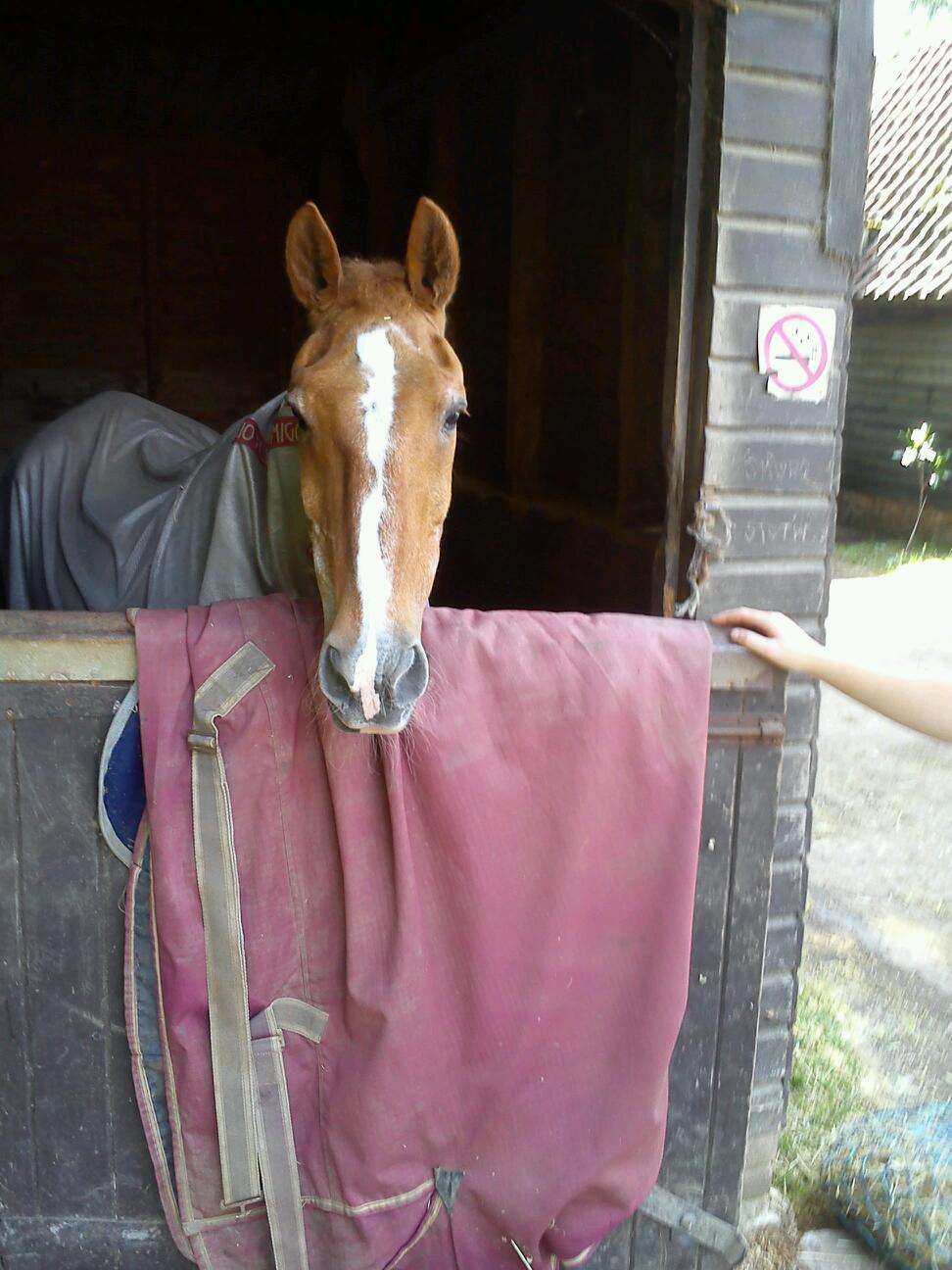 The Hadham Mill Equestrian Centre | Widford Rd, Much Hadham SG10 6EZ, UK | Phone: 01279 841040