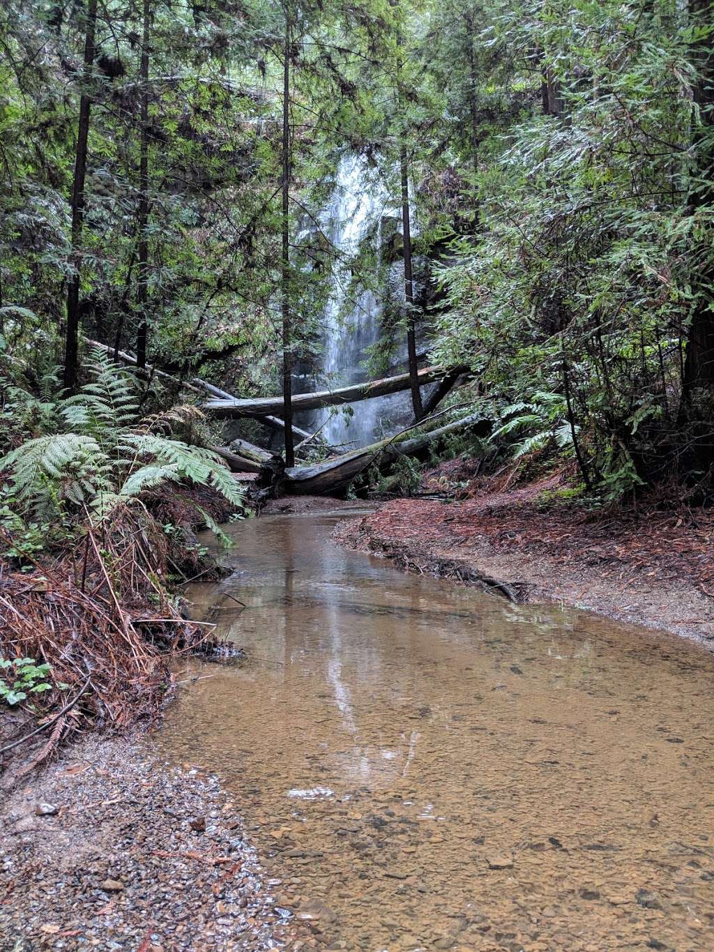 Berry Creek Falls Loop Trail | Boulder Creek, CA 95006